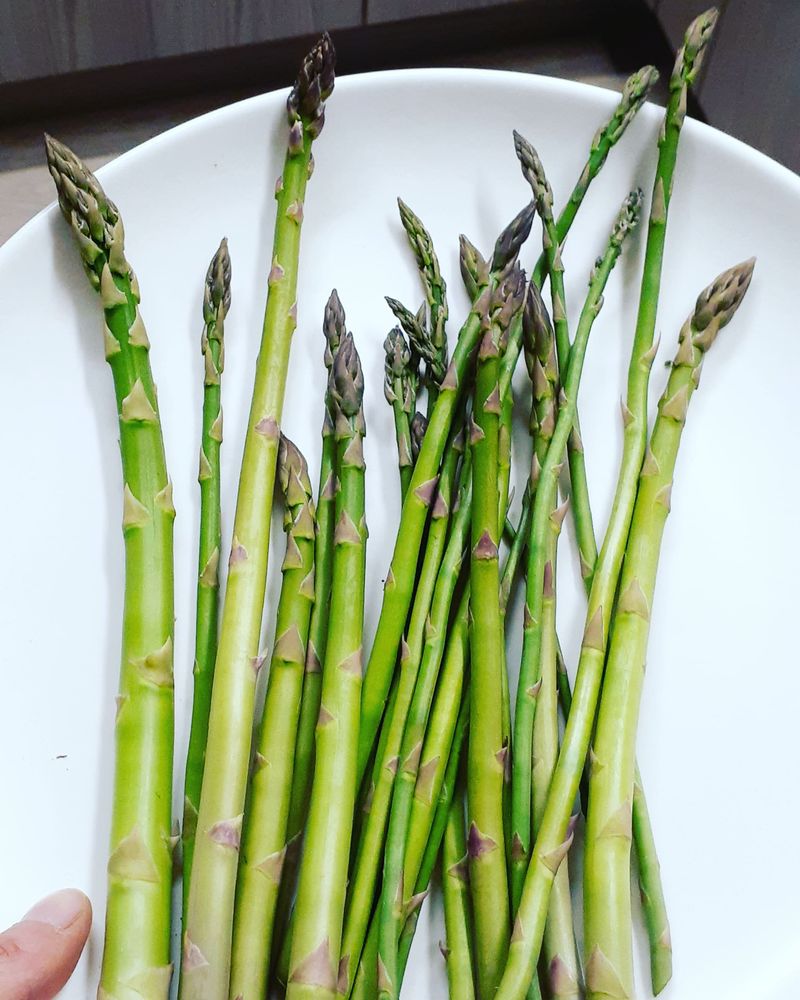 자두14488님의 장터 판매 상품 [아스파라종근] 첨부 사진