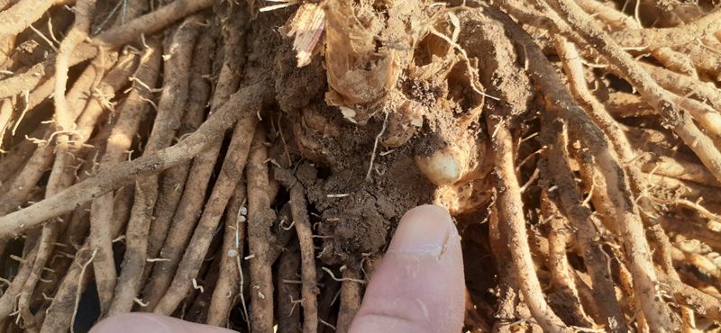 자두14488님의 장터 판매 상품 [아스파라종근] 첨부 사진