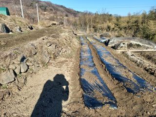 한골머스마님의 마늘 · 영농일지 작성글 사진