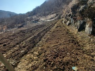 한골머스마님의 마늘 · 영농일지 작성글 사진