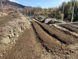 한골머스마님의 마늘 · 영농일지 작성글 사진