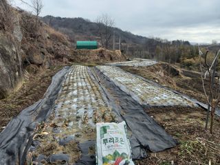 한골머스마님의 마늘 · 영농일지 작성글 사진