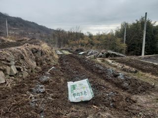 한골머스마님의 마늘 · 영농일지 작성글 사진