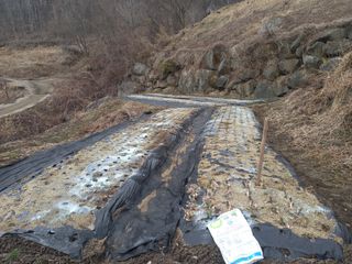 한골머스마님의 마늘 · 영농일지 작성글 사진