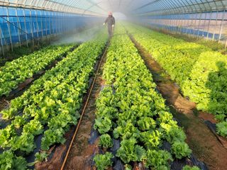 박수열님의 상추 · 자유게시판 작성글 사진