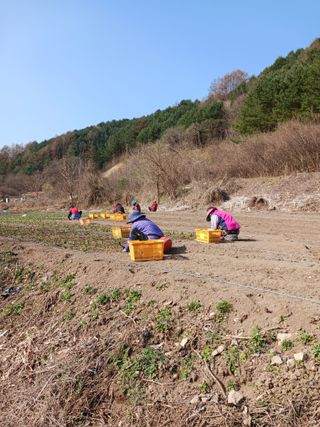 황덕순 님의 농사, 무엇이든 물어보세요! · 참여글 작성글 사진