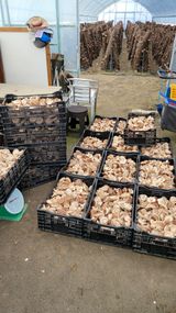 팜모닝 함께 일하는 동료는 몇명인가요?·참여글 게시글 이미지