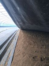 팜모닝 마늘·품종•종자 게시글 이미지