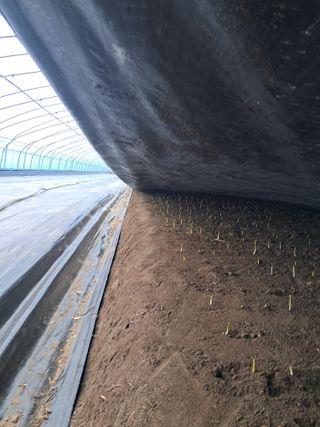 최형곤님의 마늘 · 품종•종자 작성글 사진