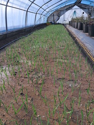 최형곤님의 마늘 · 품종•종자 작성글 사진