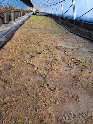 최형곤님의 마늘 · 품종•종자 작성글 사진