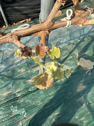 마늘21864님의 포도 · 병해충상담 작성글 사진