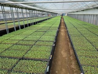 수박씨님의 고추 · 일상 작성글 사진