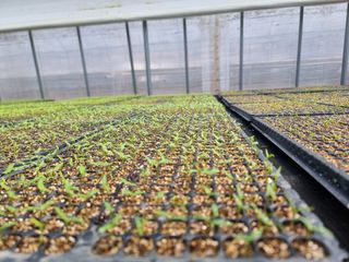 수박씨님의 고추 · 일상 작성글 사진