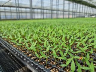 수박씨님의 고추 · 일상 작성글 사진