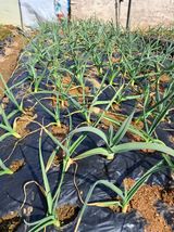 팜모닝 농사, 무엇이든 물어보세요!·참여글 게시글 이미지