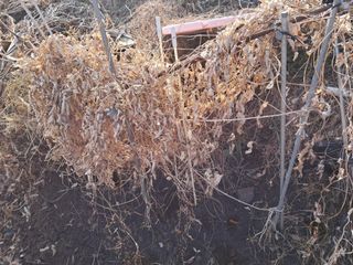 문현자 님의 농사, 무엇이든 물어보세요! · 참여글 작성글 사진