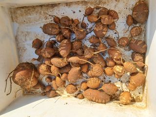 문현자 님의 농사, 무엇이든 물어보세요! · 참여글 작성글 사진