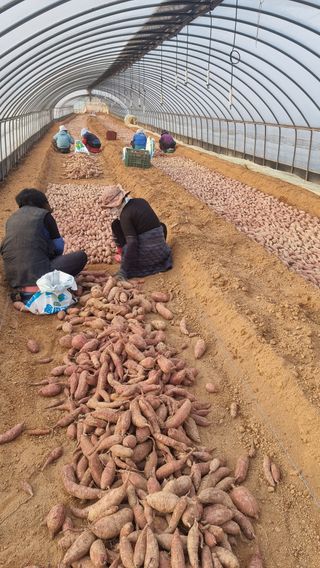 김동수님의 고구마 · 자유게시판 작성글 사진