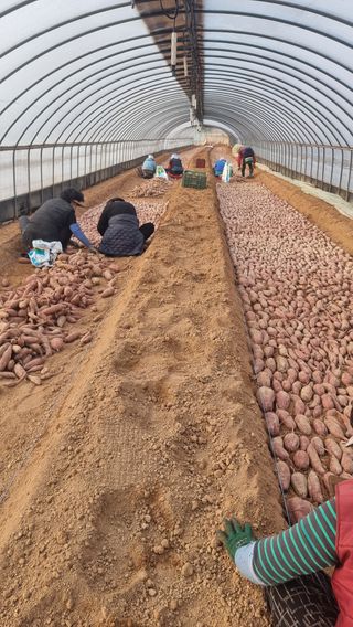 김동수님의 고구마 · 자유게시판 작성글 사진