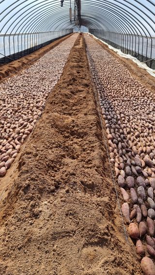 김동수님의 고구마 · 자유게시판 작성글 사진