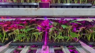 김동수님의 고구마 · 자유게시판 작성글 사진