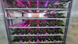 김동수님의 고구마 · 자유게시판 작성글 사진