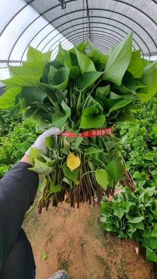 김동수님의 고구마 · 자유게시판 작성글 사진