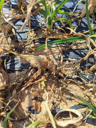 강호지락님의 마늘 · 병해충상담 작성글 사진