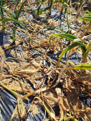 강호지락님의 마늘 · 병해충상담 작성글 사진