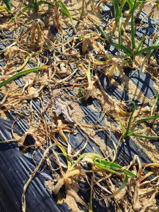 강호지락님의 마늘 · 병해충상담 작성글 사진