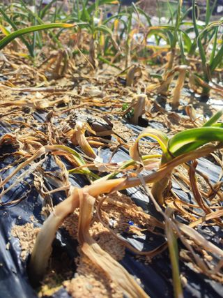강호지락님의 마늘 · 병해충상담 작성글 사진
