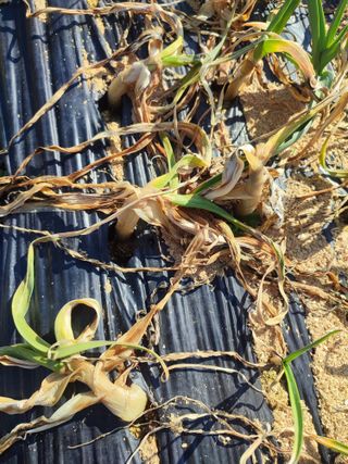 강호지락님의 마늘 · 병해충상담 작성글 사진