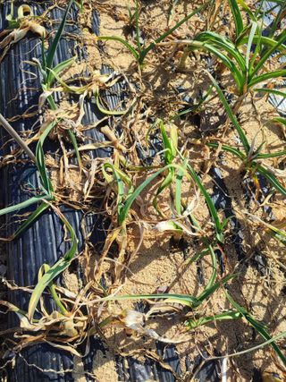 강호지락님의 마늘 · 병해충상담 작성글 사진