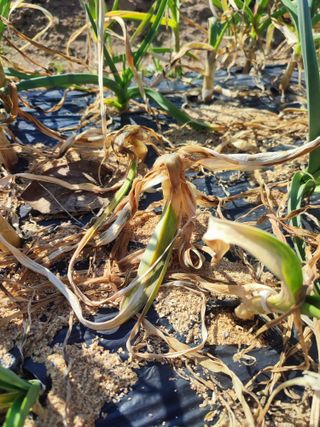 강호지락님의 마늘 · 병해충상담 작성글 사진