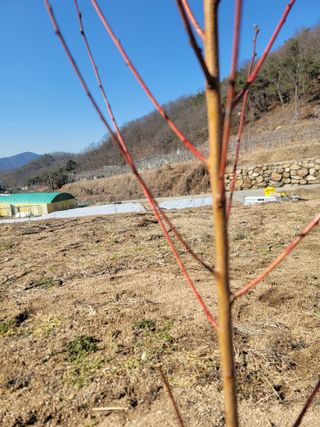 김재현님의 복숭아 · 병해충상담 작성글 사진