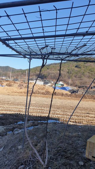 세미골곶감님의 포도 · 자유게시판 작성글 사진