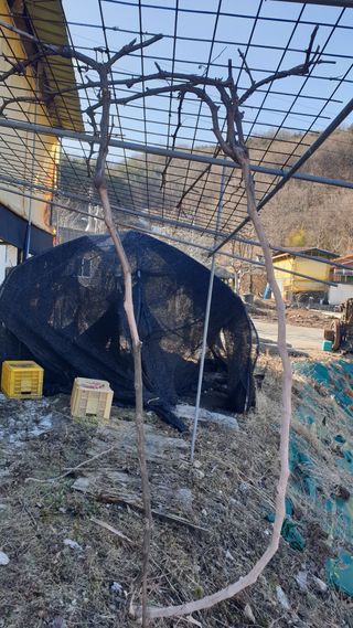 세미골곶감님의 포도 · 자유게시판 작성글 사진