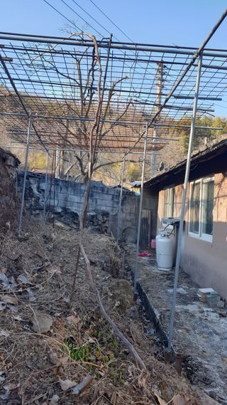 세미골곶감님의 포도 · 자유게시판 작성글 사진
