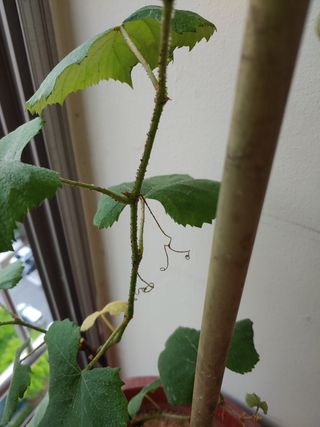 최영일님의 포도 · 병해충상담 작성글 사진