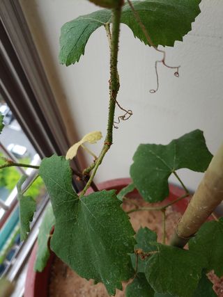 최영일님의 포도 · 병해충상담 작성글 사진