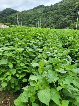 자두6478님의 함께 일하는 동료는 몇명인가요? · 참여글 작성글 사진