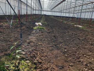 희야 네 레디향님의 귤 · 일상 작성글 사진