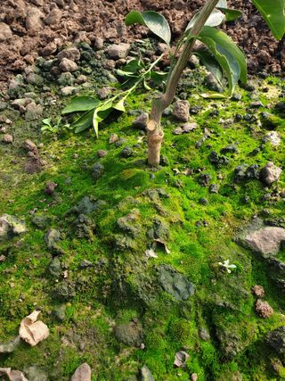 희야 네 레디향님의 귤 · 일상 작성글 사진