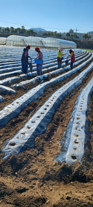 강춘원님의 감자 · 자유게시판 작성글 사진