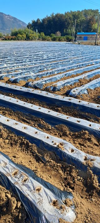 강춘원님의 감자 · 자유게시판 작성글 사진