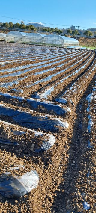 강춘원님의 감자 · 자유게시판 작성글 사진