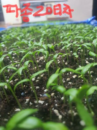 엘림농장님의 고추 · 파종•정식 작성글 사진