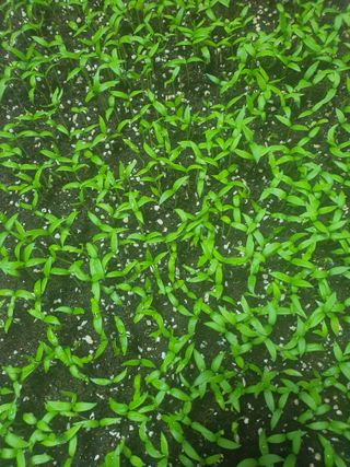 엘림농장님의 고추 · 파종•정식 작성글 사진