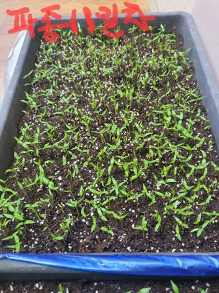 엘림농장님의 고추 · 파종•정식 작성글 사진